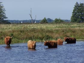 schotse-hooglanders-meerwijck_1.jpg